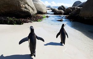 Boulders Beach-Penguins