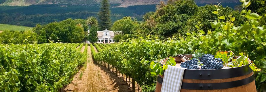 Cape town winelands